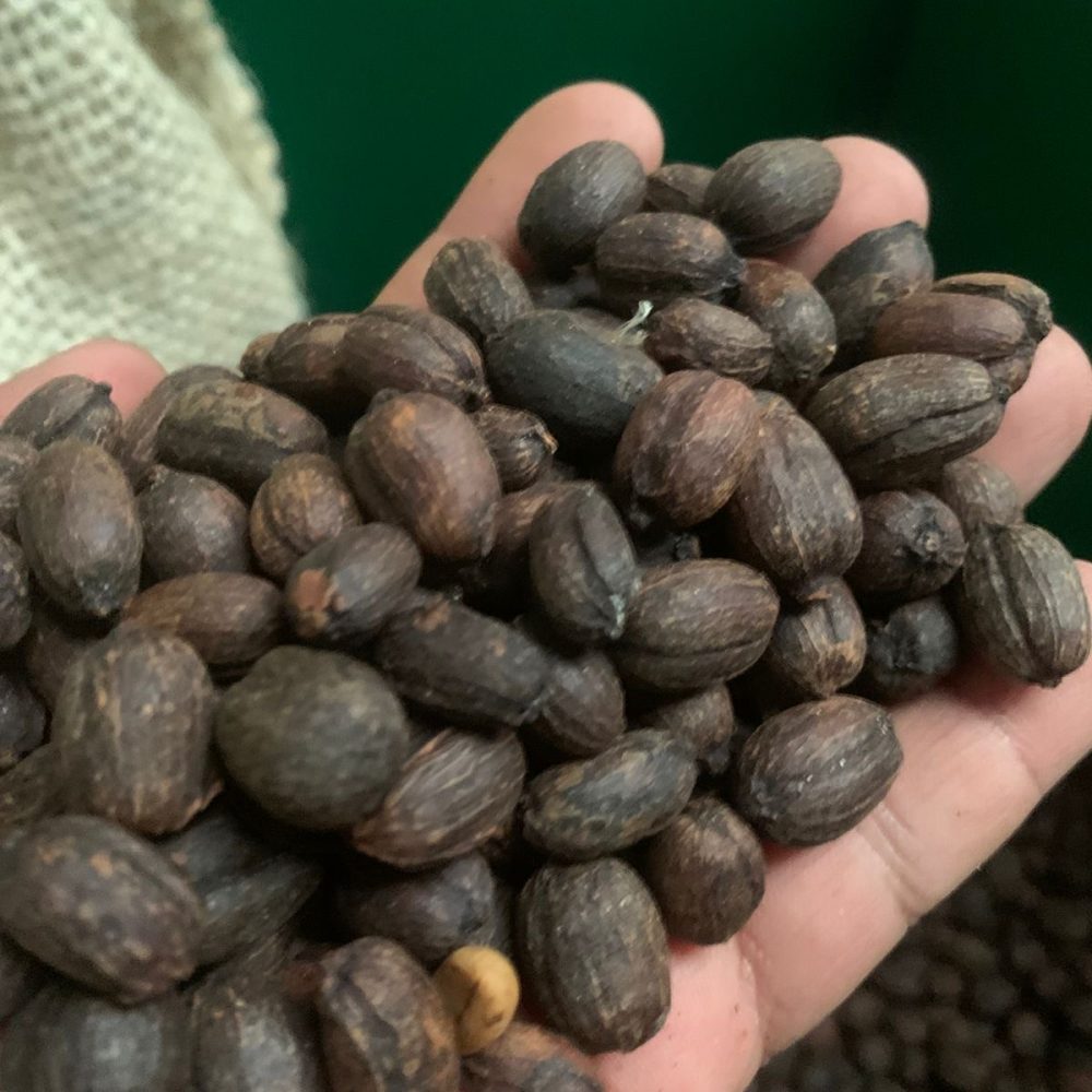 Fica_San_Jorge_Becriticalcoffee (5)