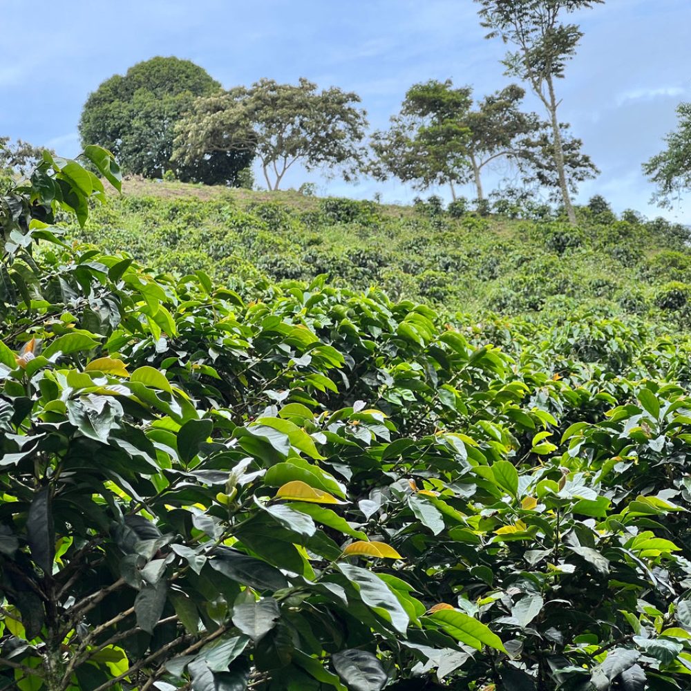 Finca_La_Milagrosa_Becriticalcoffee (1)