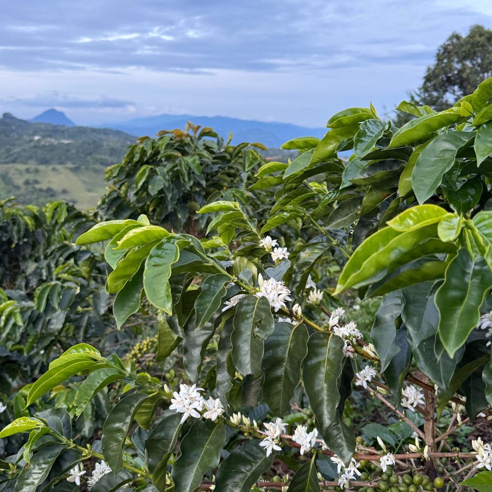 Finca_La_Milagrosa_Becriticalcoffee (10)