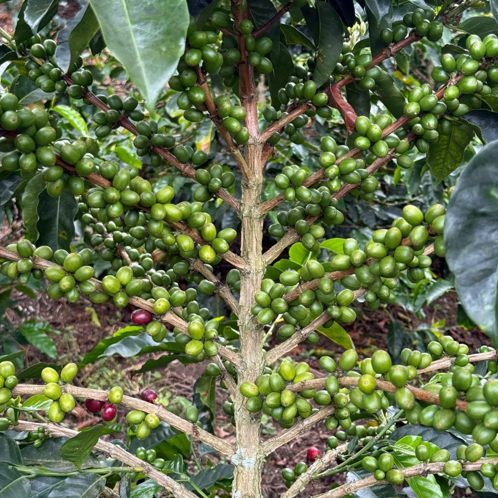 Finca_La_Milagrosa_Becriticalcoffee (11)