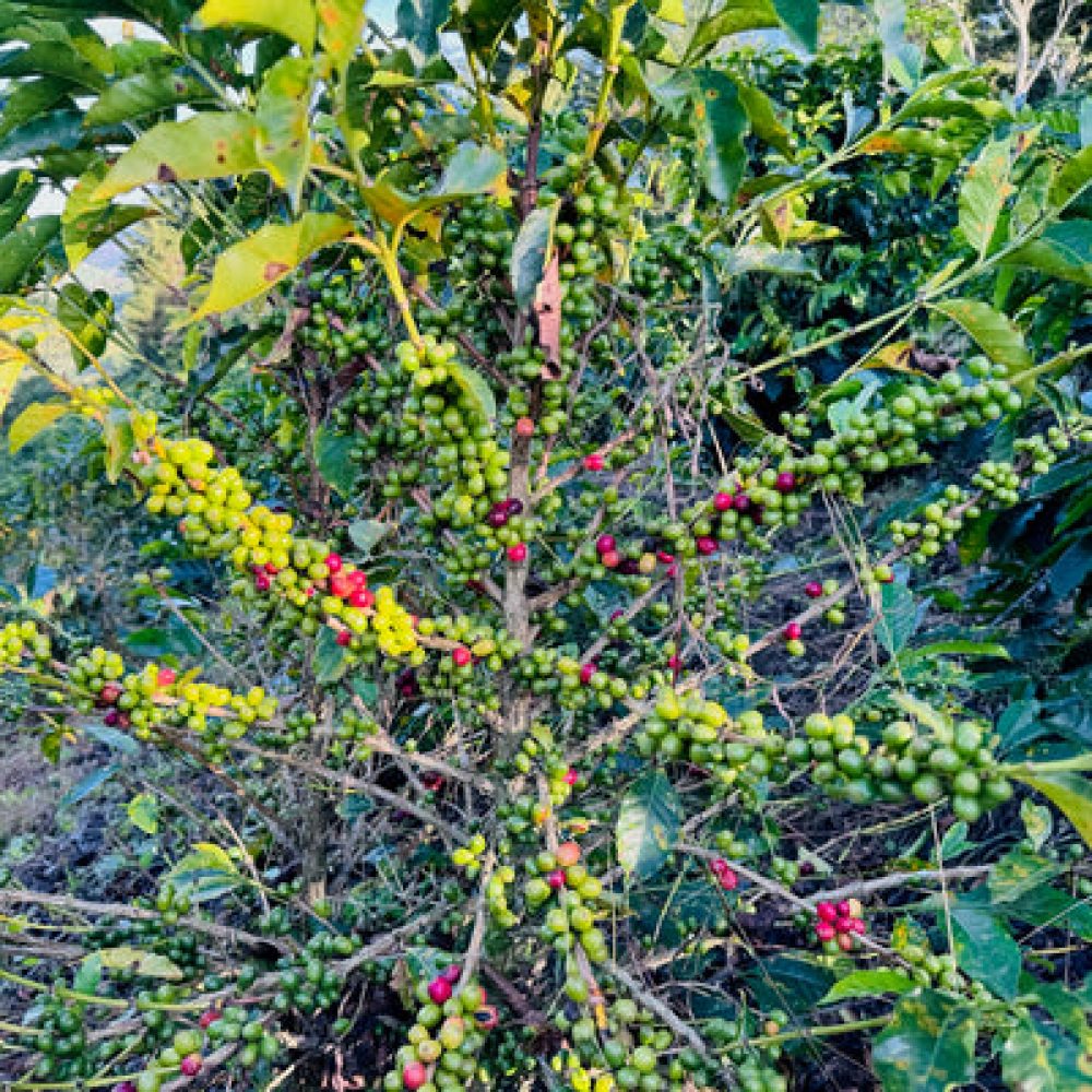 Finca_La_Milagrosa_Becriticalcoffee (12)