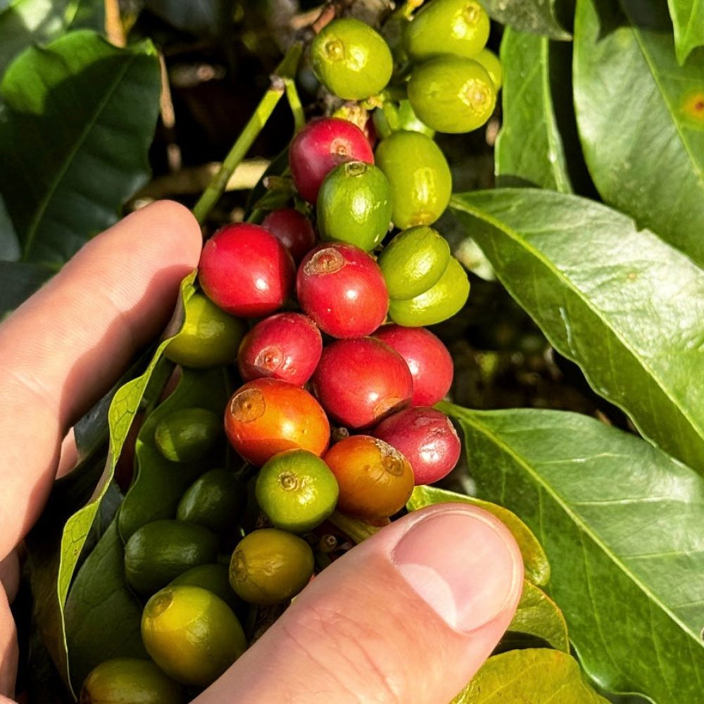 Finca_La_Milagrosa_Becriticalcoffee (3)