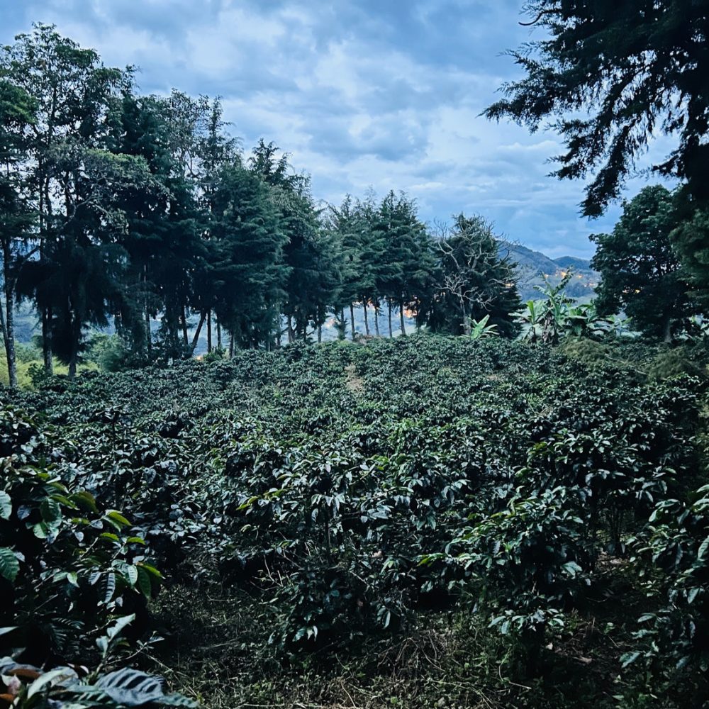 Finca_La_Milagrosa_Becriticalcoffee (5)