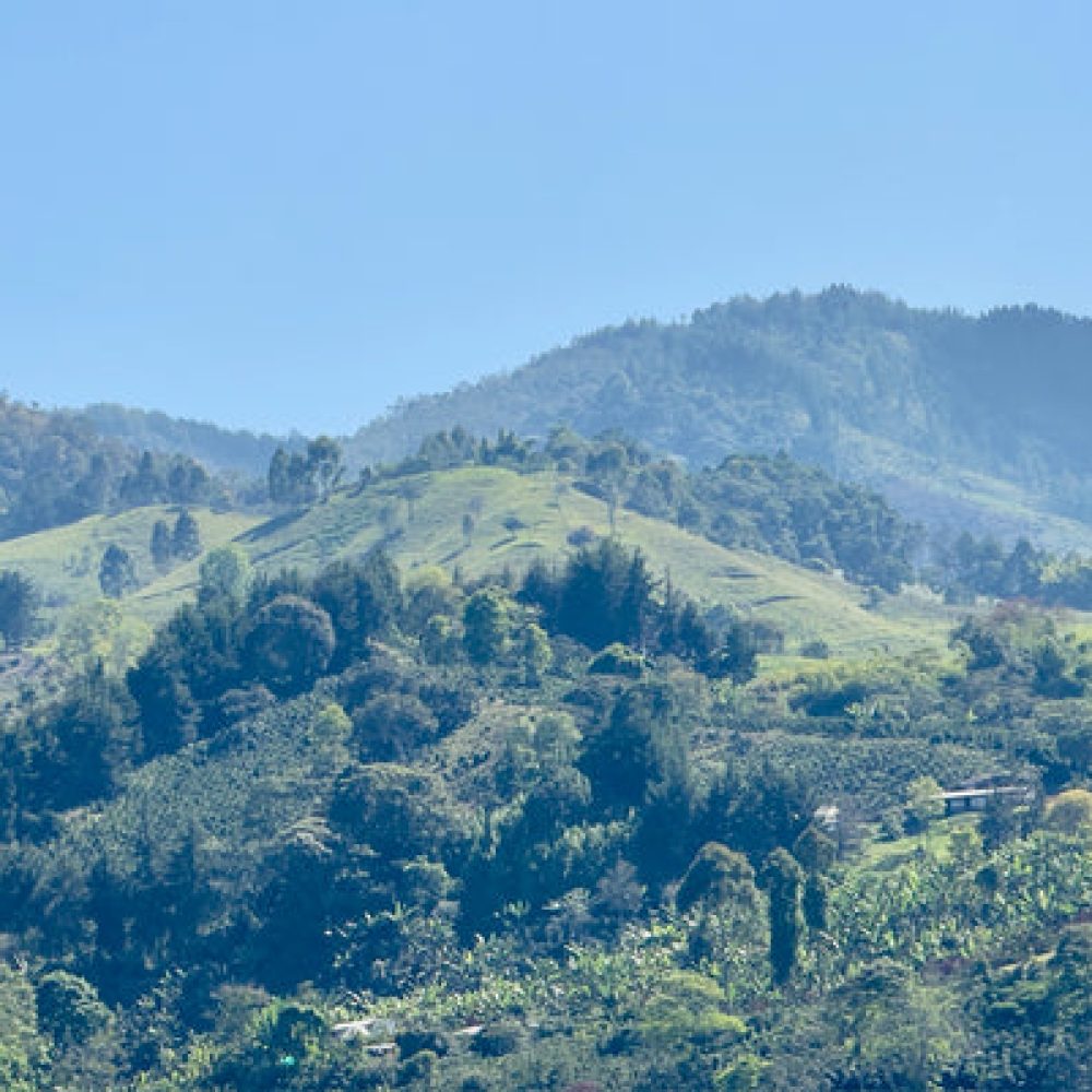 Finca_La_Milagrosa_Becriticalcoffee (6)
