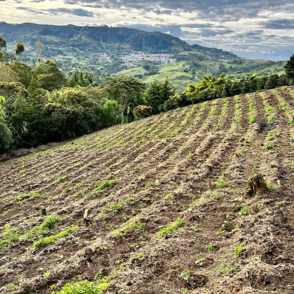 Finca_La_Milagrosa_Becriticalcoffee (7)