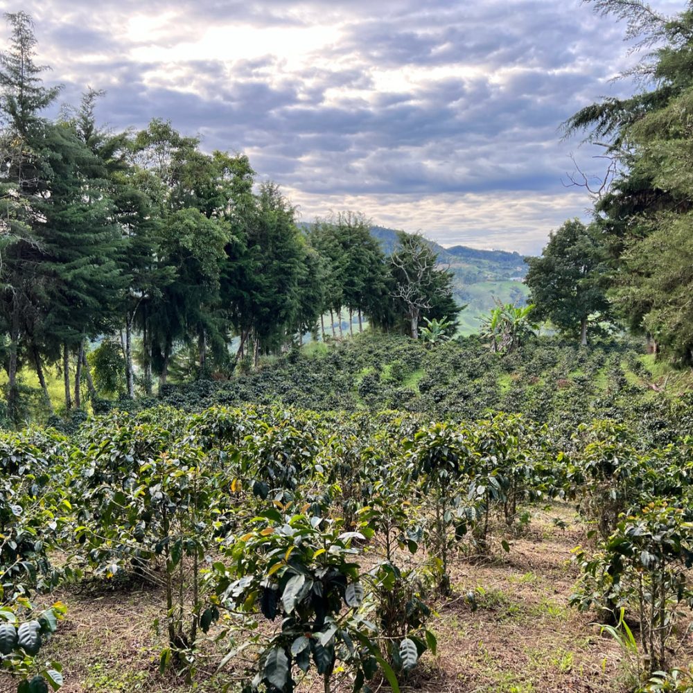 Finca_La_Milagrosa_Becriticalcoffee (8)