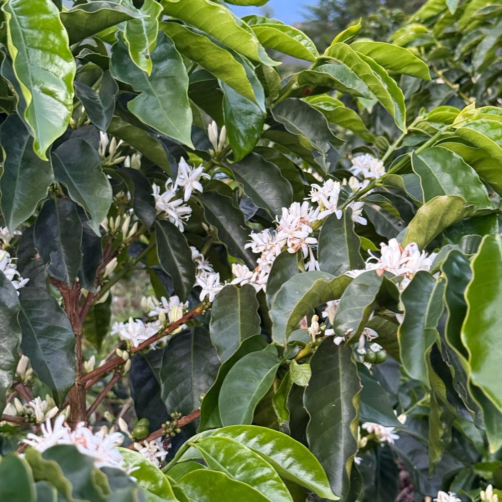 Finca_La_Milagrosa_Becriticalcoffee (9)