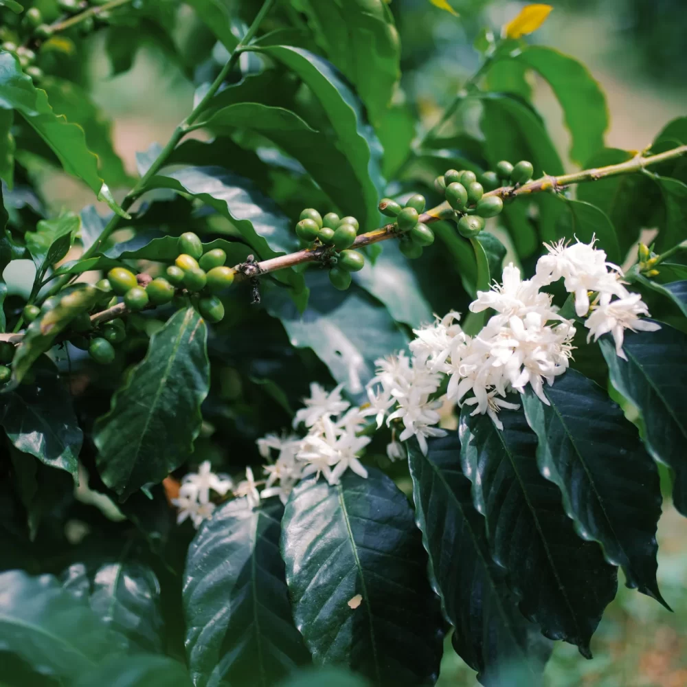 Finca_La_Rivera_Milan_Becriticalcoffee (1)