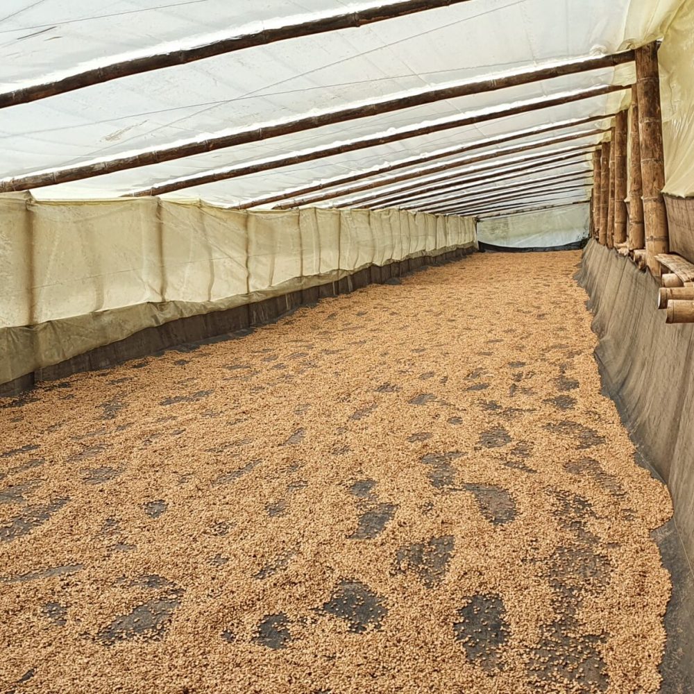 Finca_La_Rivera_Milan_Becriticalcoffee (5)