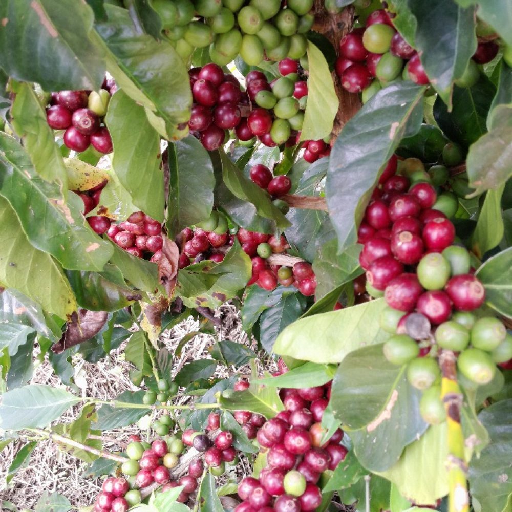 Finca_Provincia_Cartama (2)