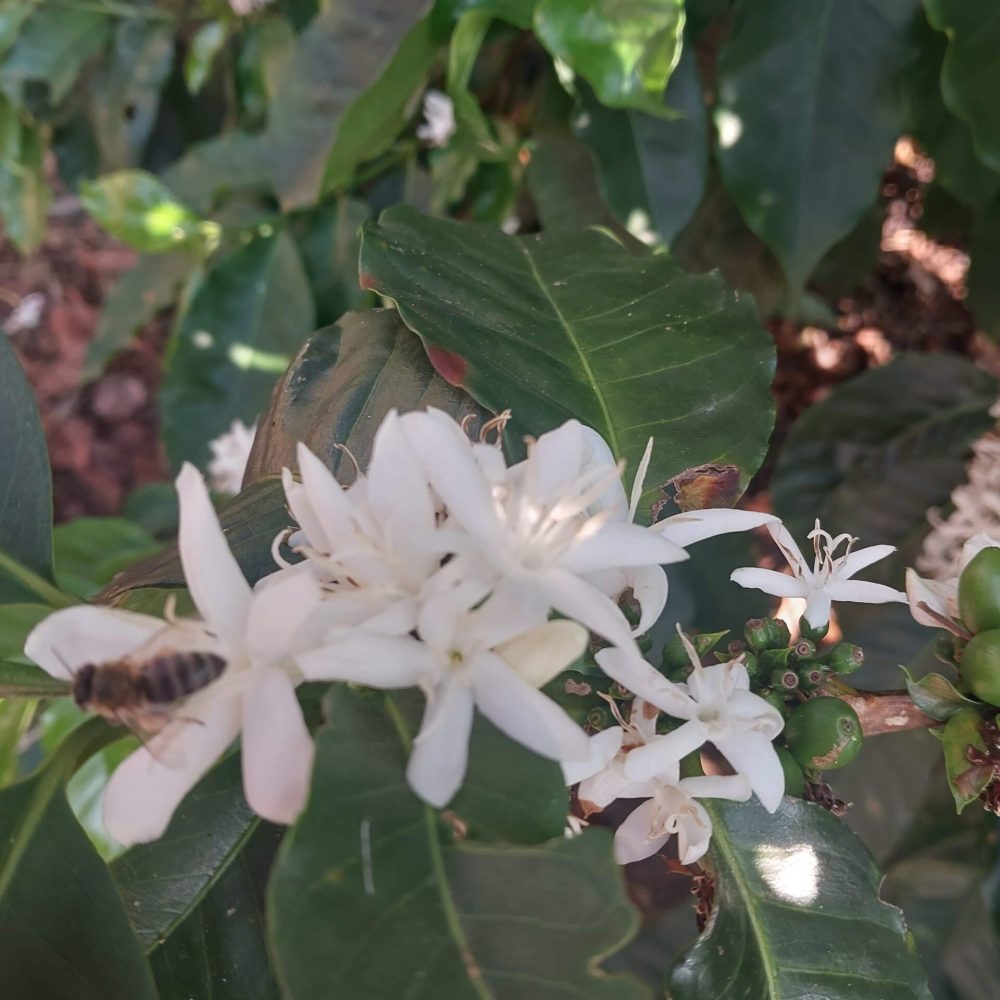 Finca_Provincia_Cartama (3)