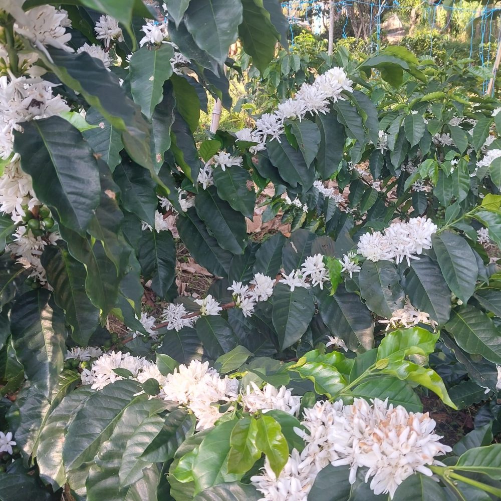 Finca_Provincia_Cartama (4)