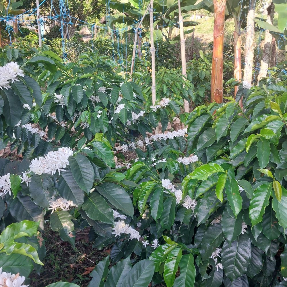 Finca_Provincia_Cartama (5)