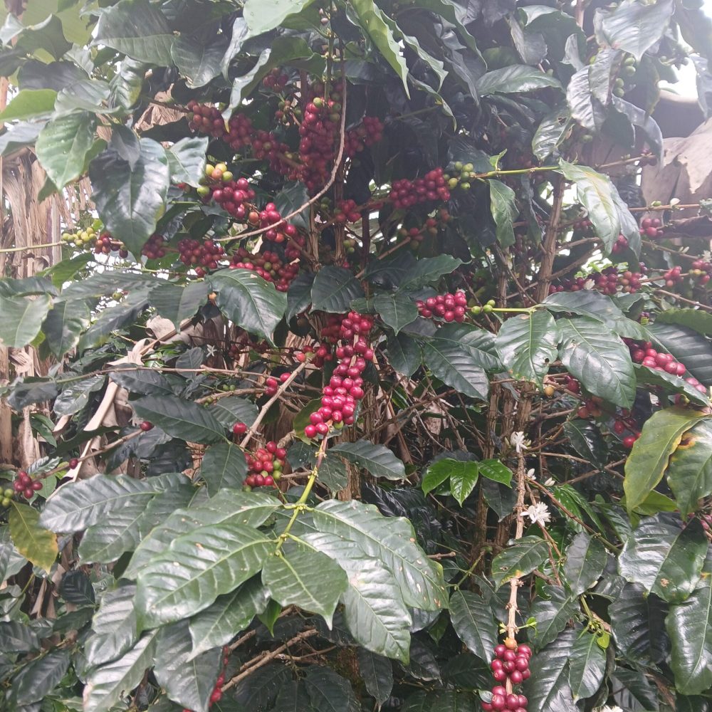 Finca_Provincia_Cartama (6)