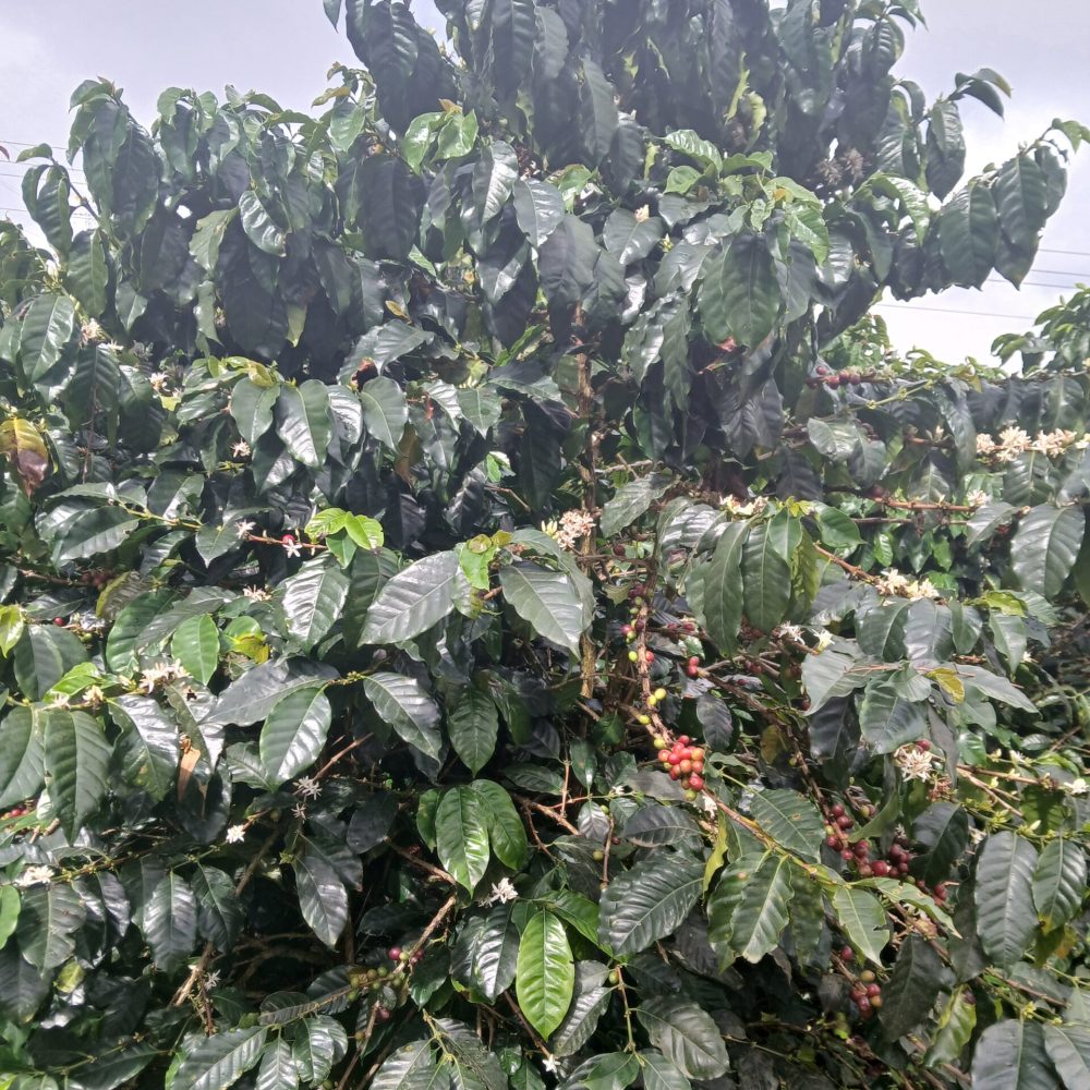Finca_Provincia_Cartama (7)