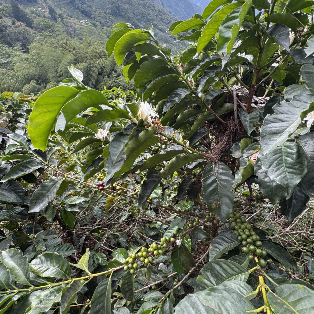 Finca_Reserva_El_Salto_Becriticalcoffee (2)