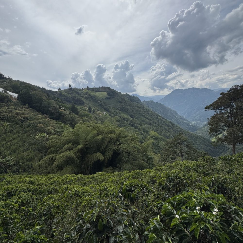 Finca_Reserva_El_Salto_Becriticalcoffee (3)