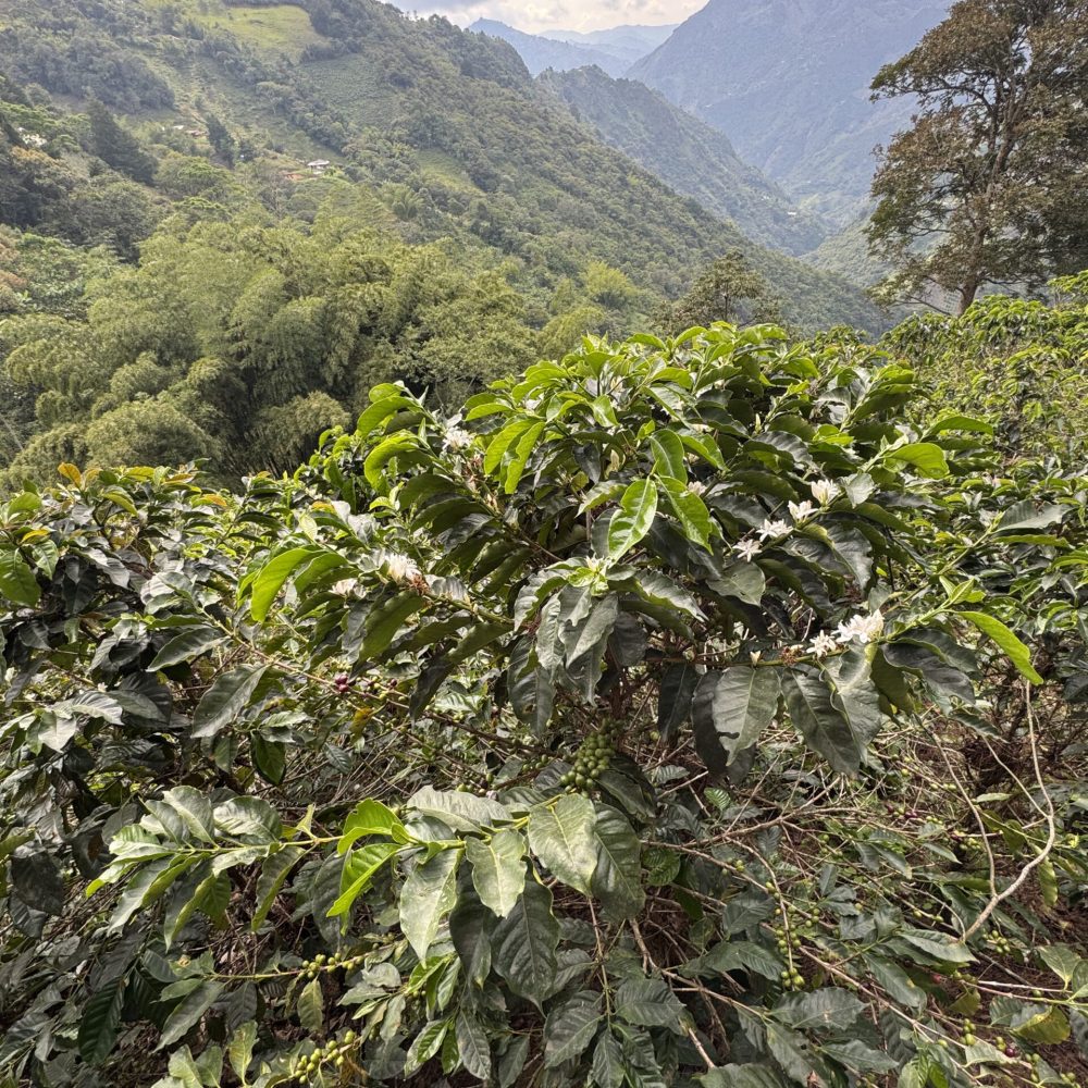 Finca_Reserva_El_Salto_Becriticalcoffee (4)